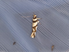 Macrobathra desmotoma