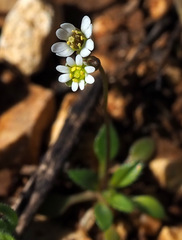 Draba minima