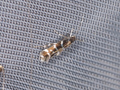 Stagmatophora argyrostrepta