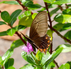 Papilio polytes theseus