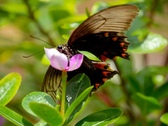 Papilio polytes theseus