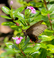 Papilio polytes theseus