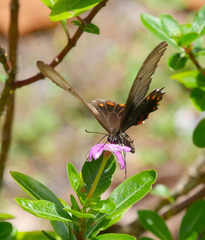 Papilio polytes theseus
