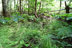 Equisetum sylvaticum image