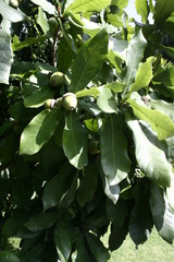 Quercus germana