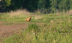 Marmota kastschenkoi
