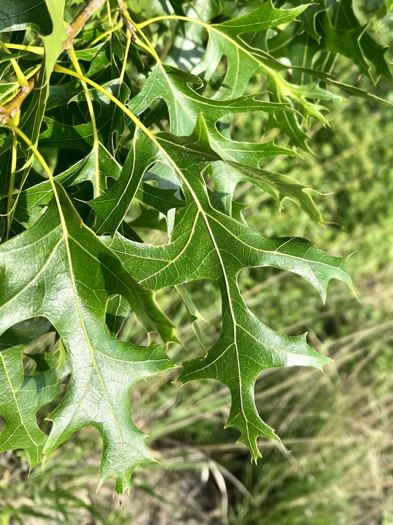 northern pin oak from Adeline Jay Geo-Karis Illinois Beach State Park ...