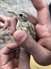 Anthus spragueii