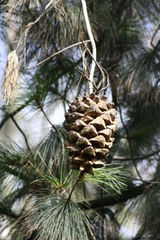 Pinus maximartinezii