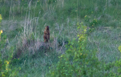 Marmota kastschenkoi