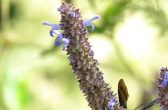 Salvia polystachia