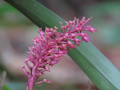 Arpophyllum