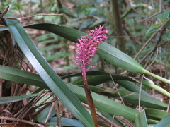 Arpophyllum