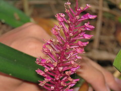 Arpophyllum