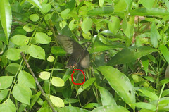 Papilio polytes theseus