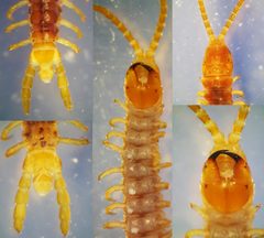 Geophilus carpophagus