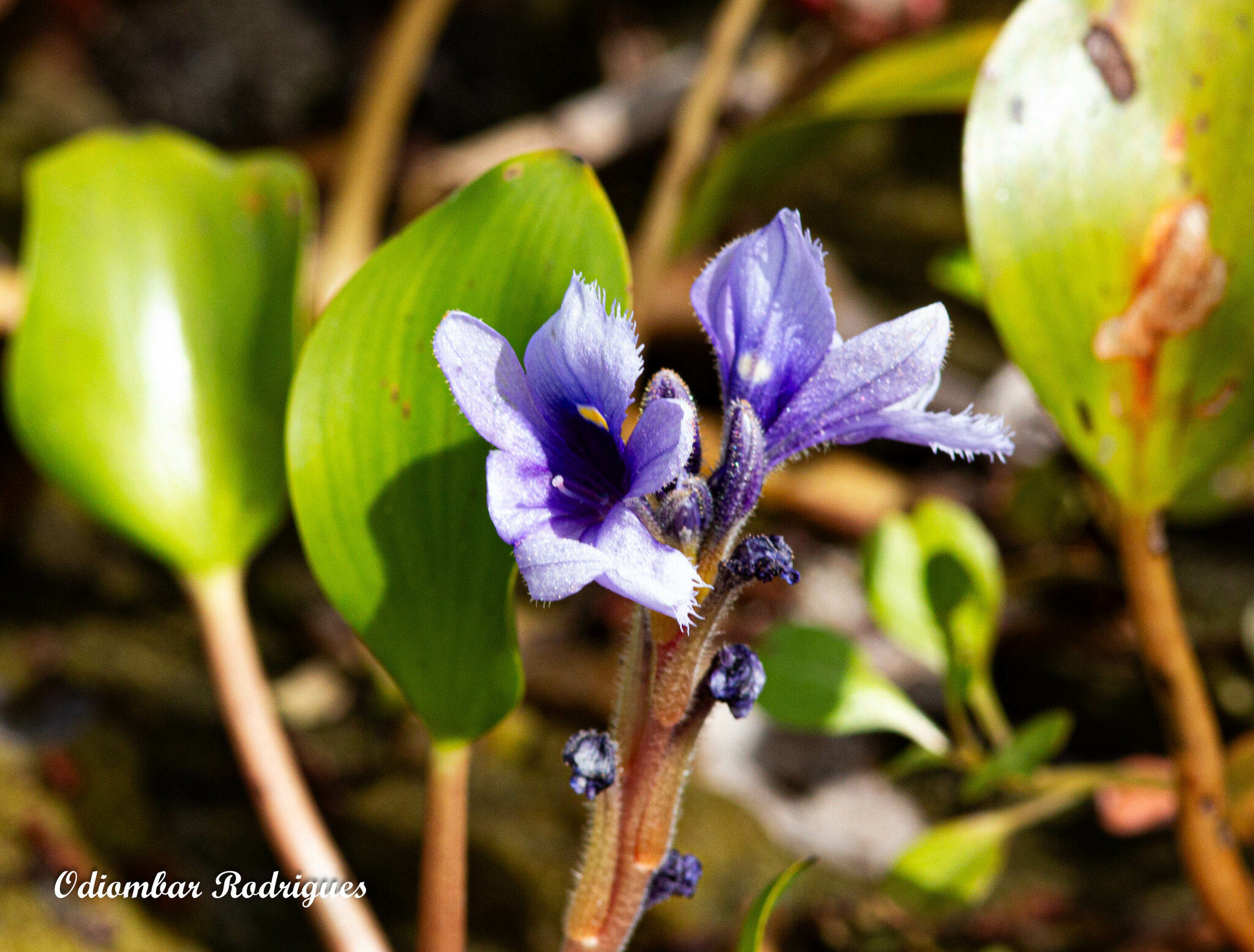 Pontederia azurea