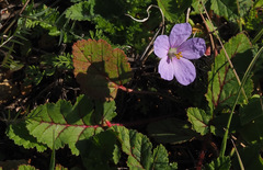 Erodium gruinum