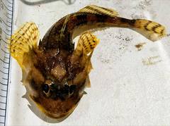 Myoxocephalus octodecemspinosus