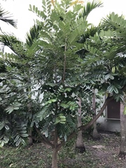 Simarouba