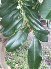 Simarouba