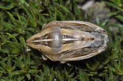 Aelia rostrata