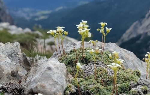 Image of Dolomites saxifrage by (c) David Sandler, some rights reserved (CC BY)