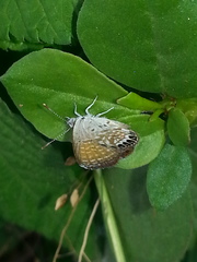 Brephidium exilis exilis