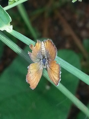 Brephidium exilis exilis