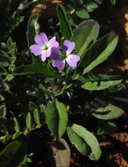 Malcolmia chia