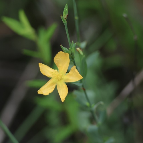Coppery St. Johnswort (Hypericum denticulatum)