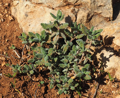 Scutellaria tomentosa