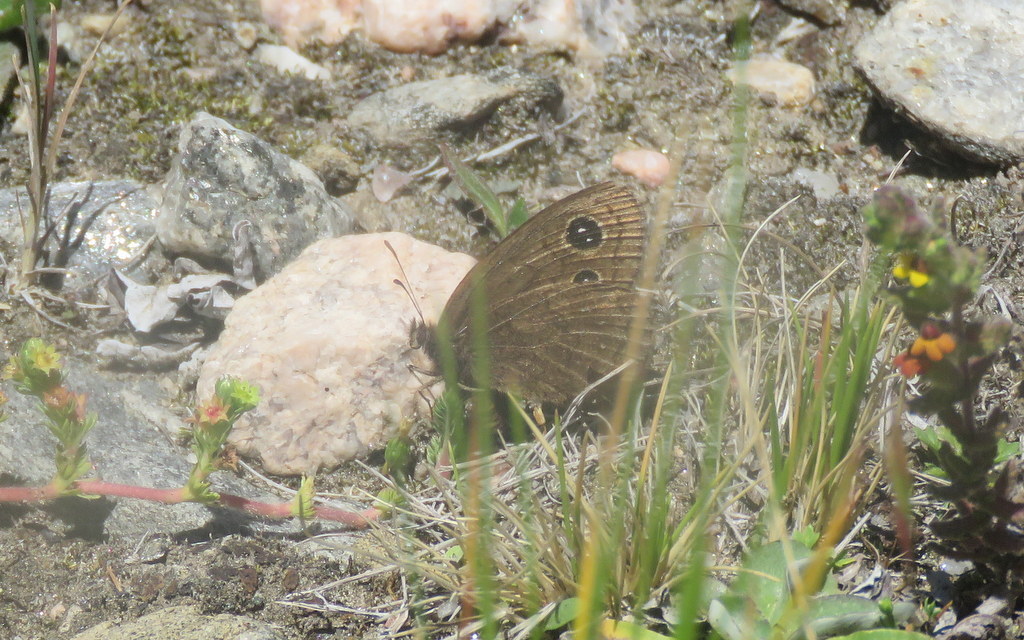 Pampasatyrus nilesi