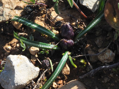 Crocus hyemalis