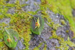 Lepanthes acuminata