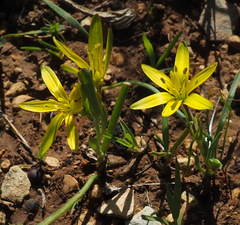 Gagea chlorantha