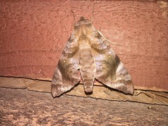 Acosmeryx pseudonaga