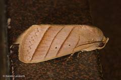 Asta quadrilinea