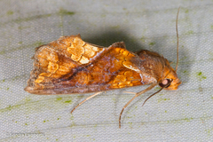 Plusiodonta coelonota