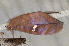 Phyllodes staudingeri