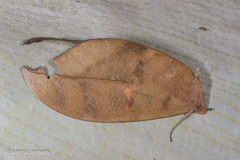 Phyllodes eyndhovii
