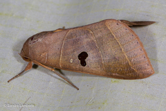 Thyas coronata