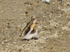 Doxocopa laure laure