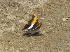 Doxocopa laure laure