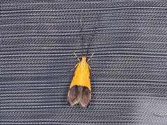 Crocanthes micradelpha