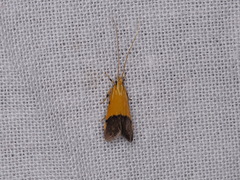 Crocanthes micradelpha