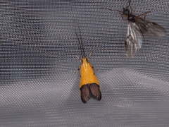 Crocanthes micradelpha