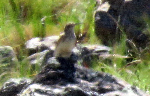 Geositta tenuirostris