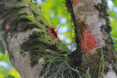 Stenorrhynchos glicensteinii