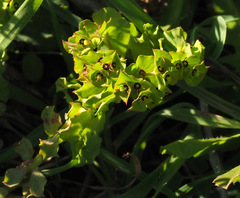 Euphorbia reuteriana